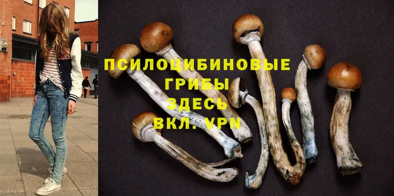 блэк спрут сайт  Рассказово  Псилоцибиновые грибы Magic Shrooms  где найти  